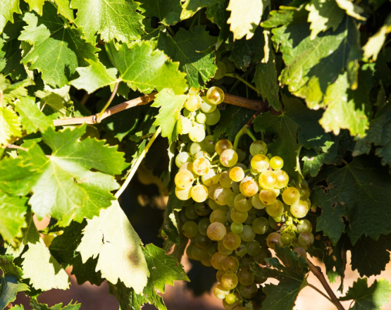 Vermentino Uncorked – 适合烈日的白色